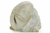 Jurassic Sea Urchin (Clypeus) Fossil - England #353866-1